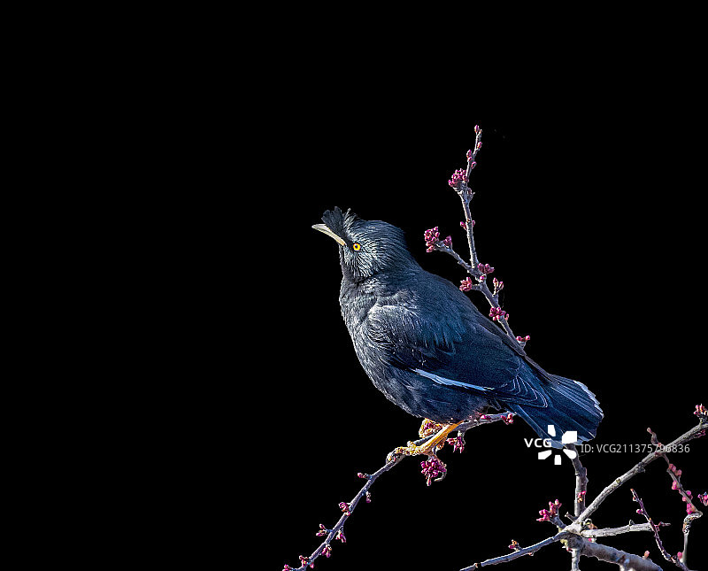 八哥闹春图片素材