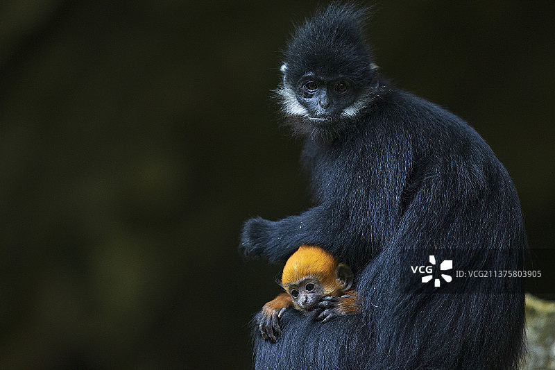 黑叶猴和它的金色宝宝图片素材