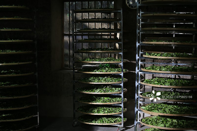 中国福建漳平水仙茶图片素材