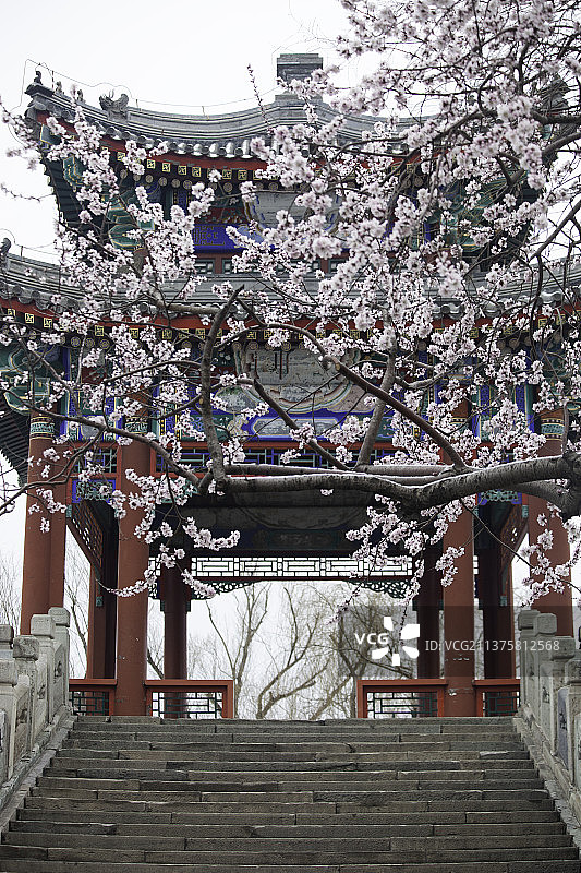 颐和园山桃花和西堤的亭子图片素材