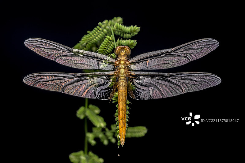 蜻蜓的彩虹翅膀图片素材