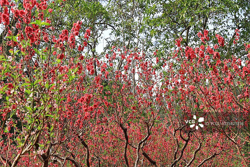 广州白云山桃花涧图片素材