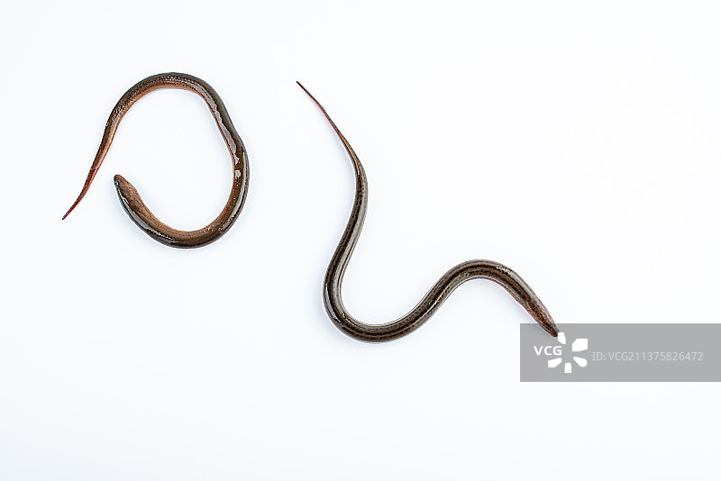 白背景上鲜活的黄鳝鱼图片素材