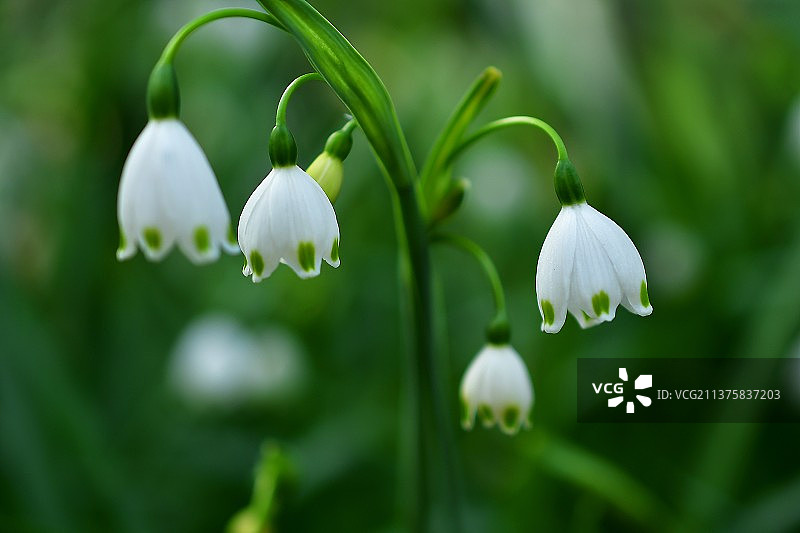 铃兰水仙/雪滴花图片素材