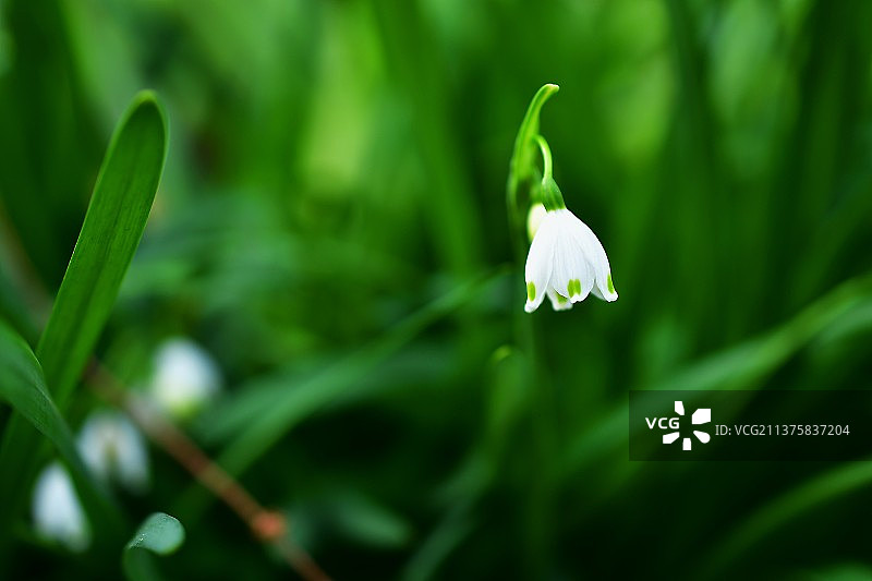 铃兰水仙/雪滴花图片素材