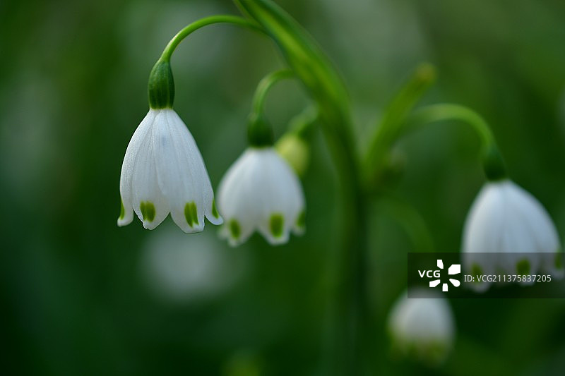 铃兰水仙/雪滴花图片素材