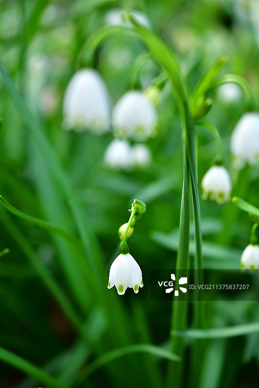 铃兰水仙/雪滴花图片素材
