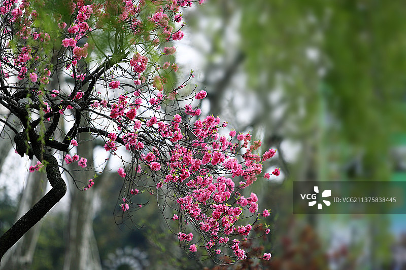 桃红柳绿图片素材