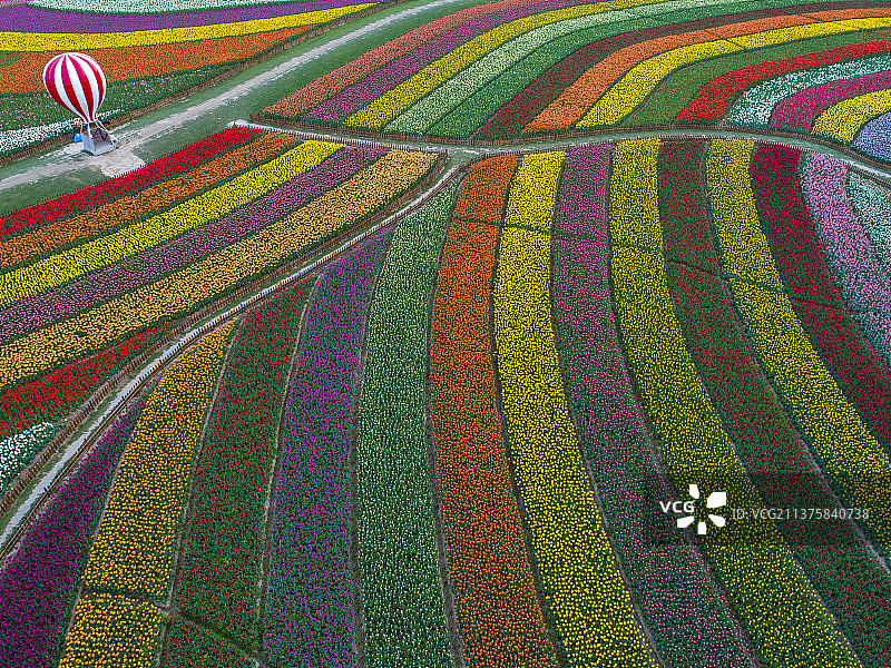 郁金香花海旋律图片素材