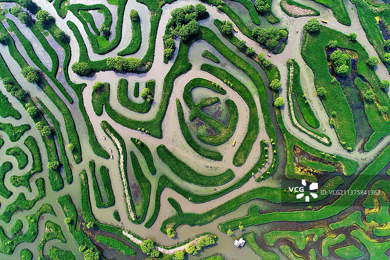 江苏盐城大纵湖水上迷宫图片素材
