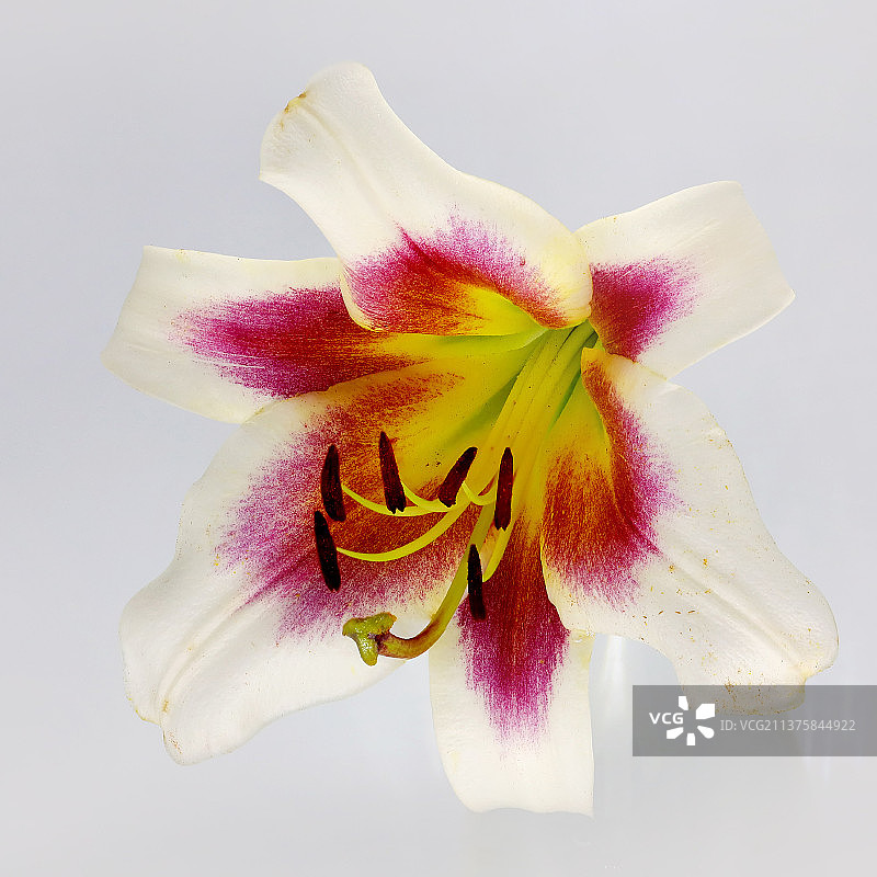 百合特写图片素材