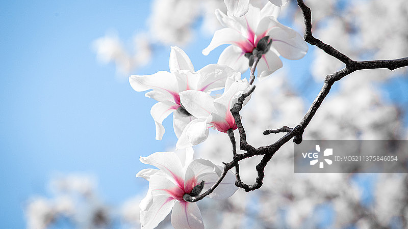 玉兰花开图片素材