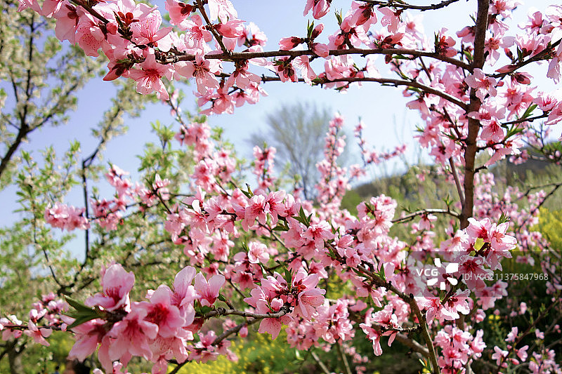 桃花图片素材