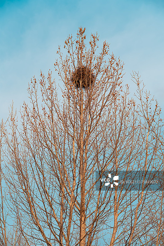 鸟巢图片素材