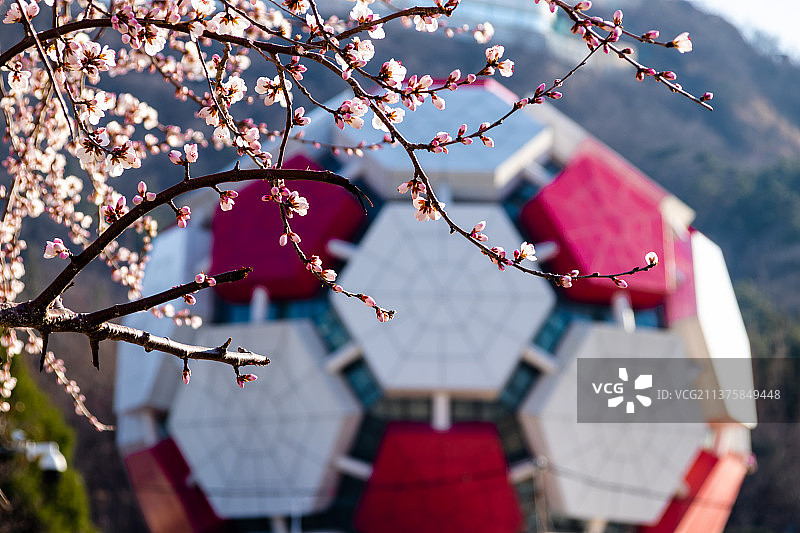 春花与足球图片素材