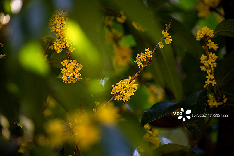 杭州三天竺秋日桂花盛开景色图片素材