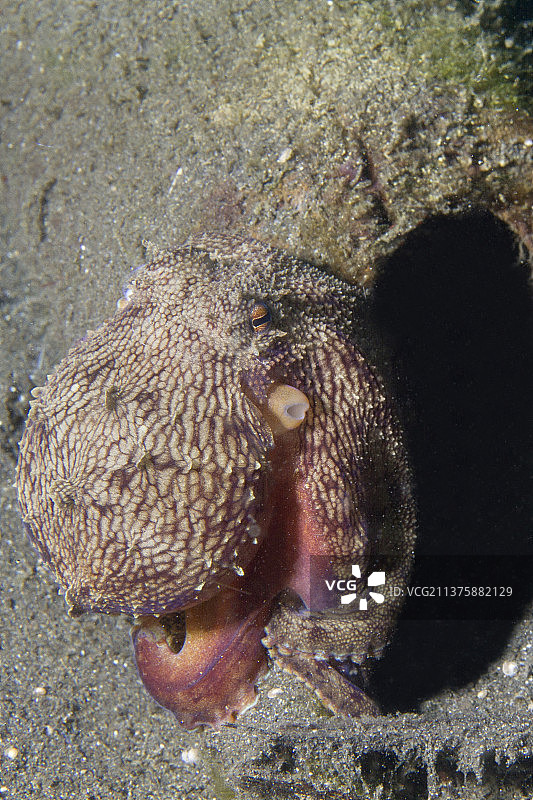 章鱼洞穴入口图片素材