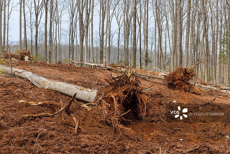 清理森林树木区域时，移除泥土中的树根图片素材