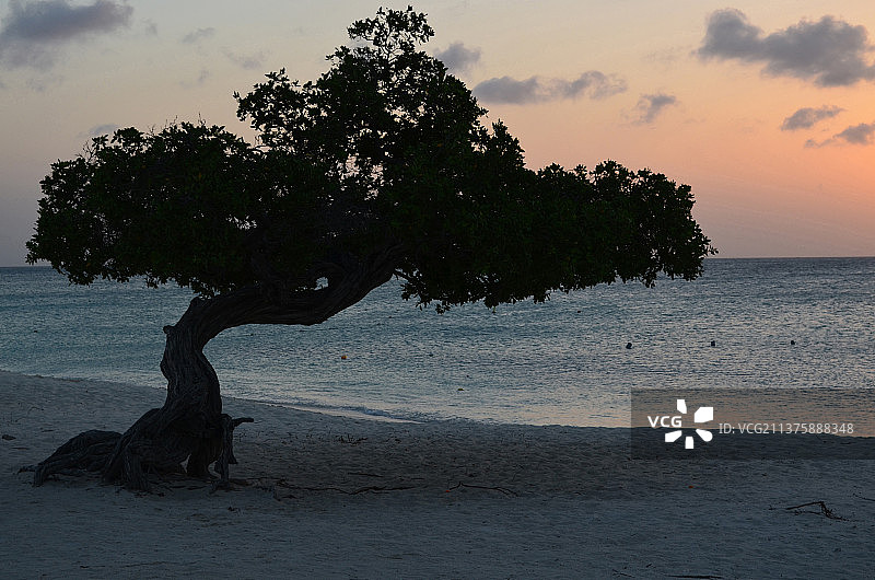 黄昏时海滩上的树木在日落时呈现剪影图片素材