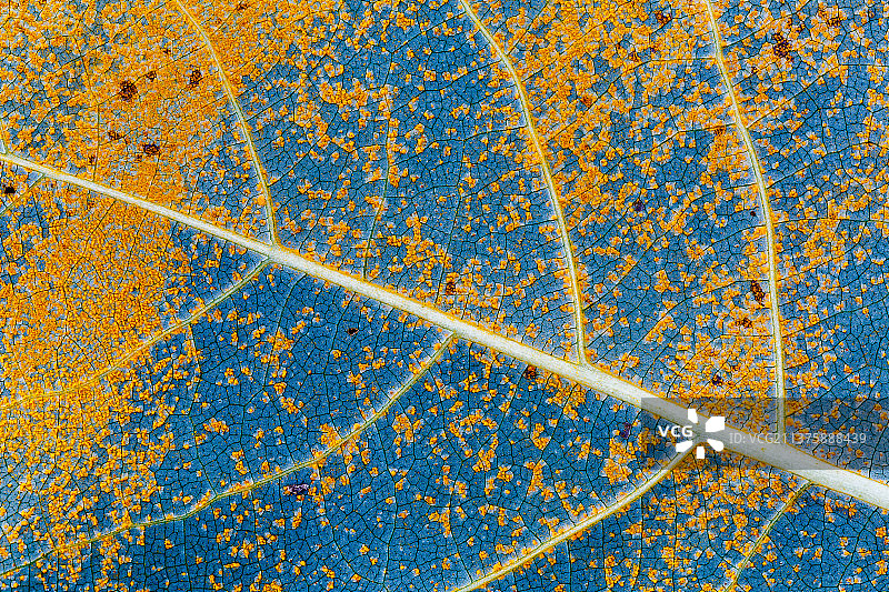 西班牙带有橙色锈菌的加拿大杨树叶图片素材