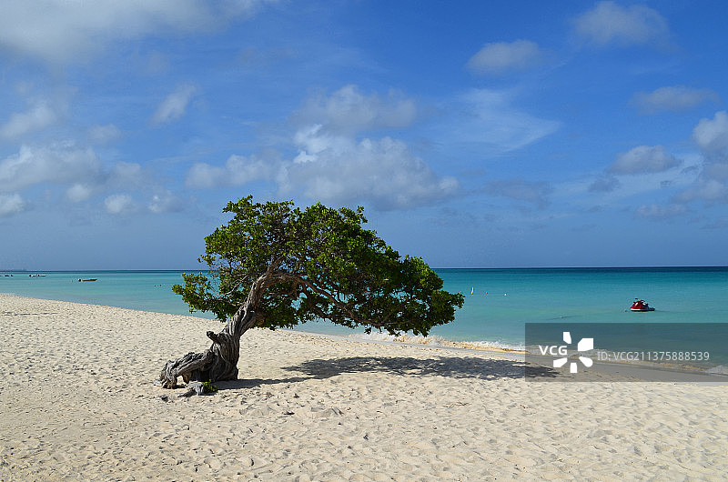 阿鲁巴鹰滩上的迪维迪维树图片素材