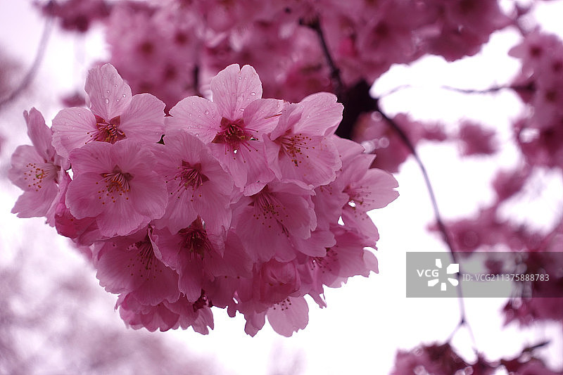 日本樱花：粉色樱花特写图片素材