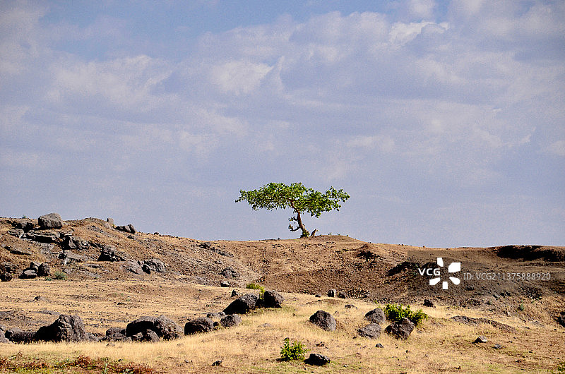 沙漠中的树木，天空下的田野树木图片素材