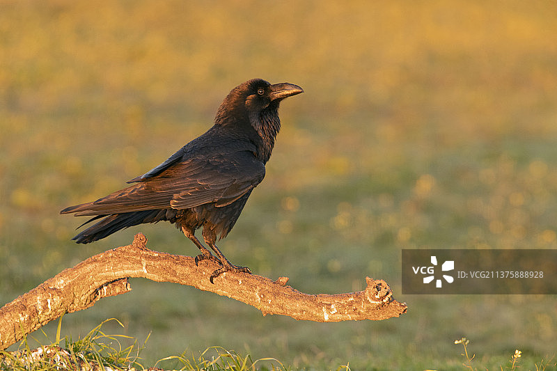 渡鸦栖息在树枝上的特写图片素材
