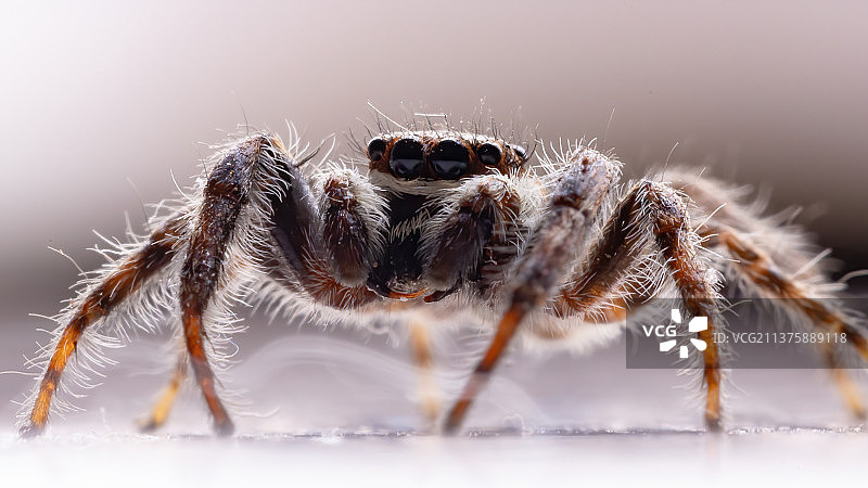 叶子上近距离观察的灰色墙面跳蛛图片素材
