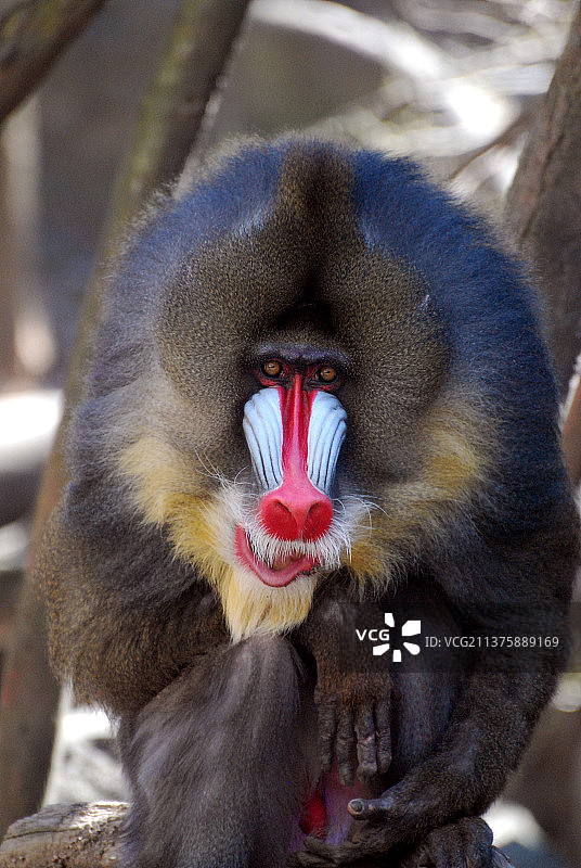 山魈猴的大脸特写图片素材