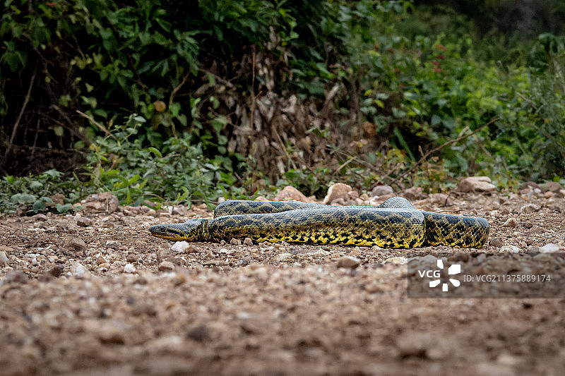 黄水蚺，短吻鳄特写图片素材