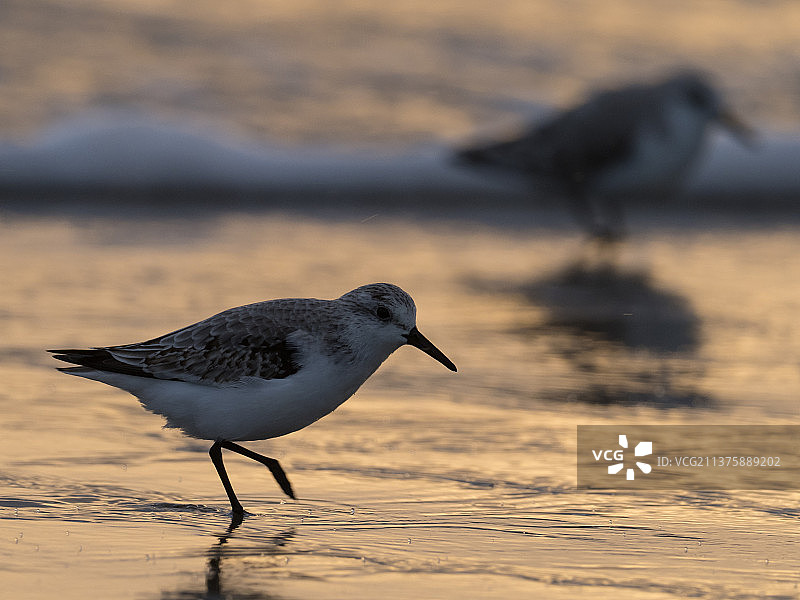 在海滩岸边栖息的海鸥特写，特塞尔岛，荷兰图片素材