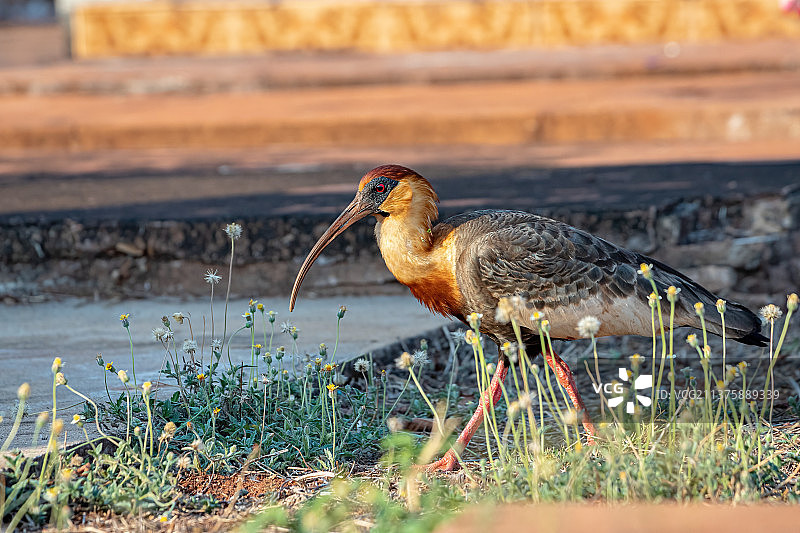 棕颈鹭鹮在田野上的特写图片素材