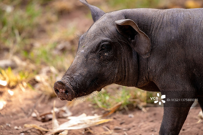黑色猪的侧面照，犀牛在田野里图片素材