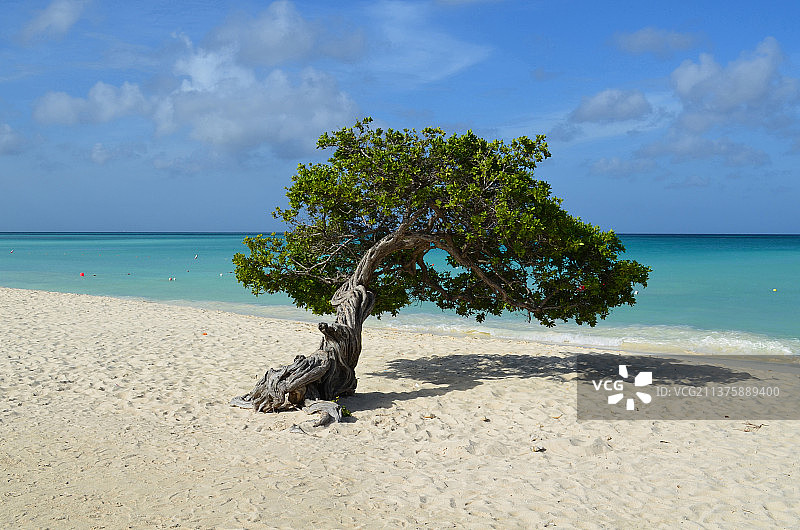 鹰滩上美丽的迪维迪维树图片素材