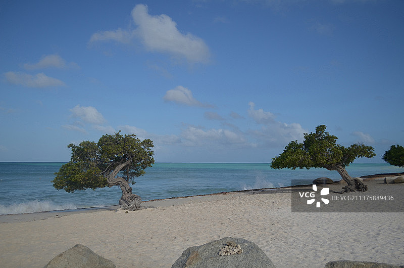 一对被海浪拍打的迪维迪维树图片素材