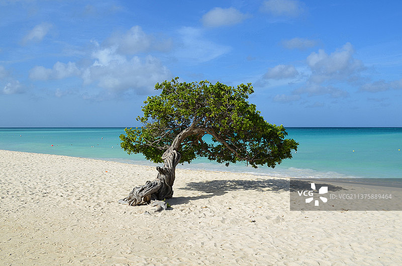 阿鲁巴岛上的迪维迪维树图片素材