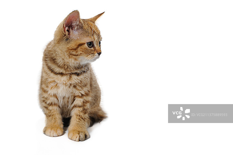 坐在白色隔离背景上的姜黄色条纹纯种猫图片素材