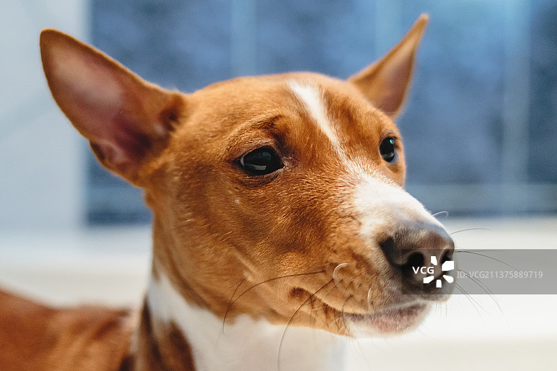 在爱沙尼亚家中清洗和梳理巴辛吉犬图片素材