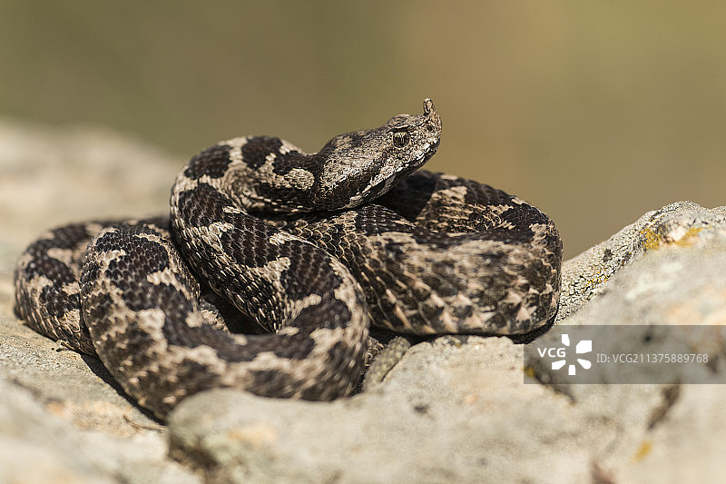 岩石上的角蝰特写图片素材