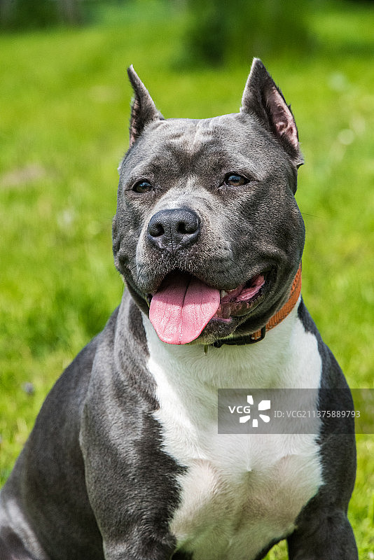 蓝发美国斯塔福梗犬图片素材