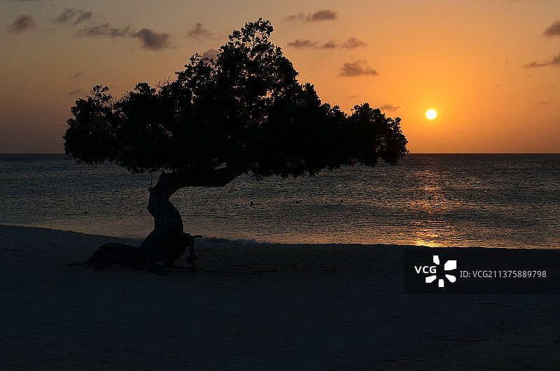 瓦塔帕纳树日落剪影图片素材