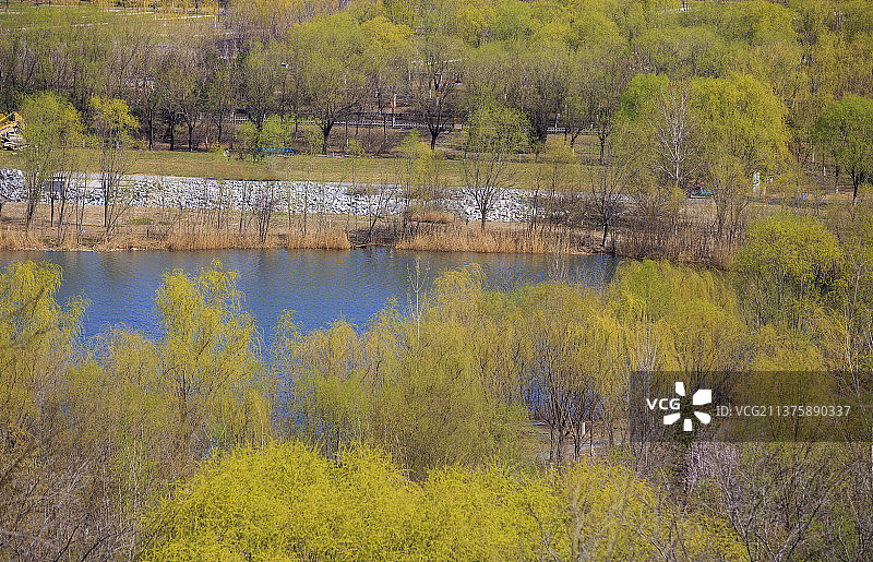 北京，园博园的春天图片素材