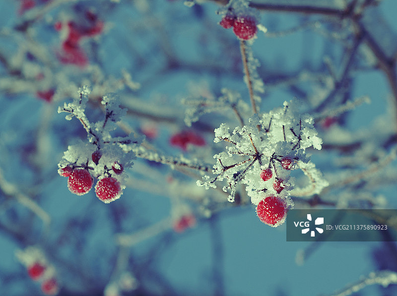 带有霜冻的荚蒾红色浆果特写图片素材
