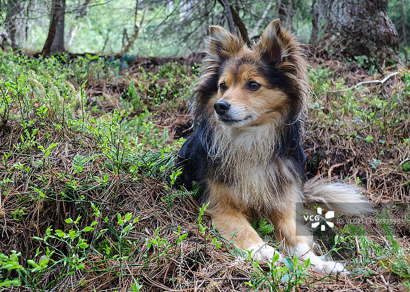可爱迷你喜乐蒂牧羊犬草地坐姿远眺肖像（乌克兰）图片素材