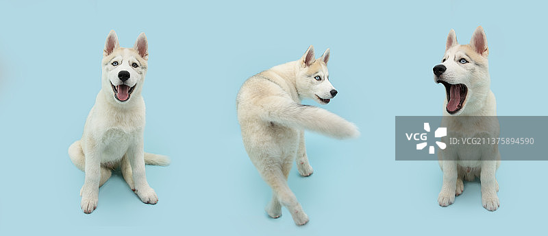 哈士奇幼犬倒退行走并看向相机banner，西班牙赫罗纳图片素材