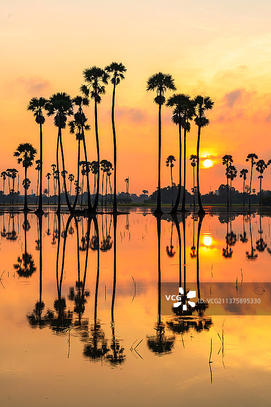 泰国巴吞他尼府糖棕榈农场日出时池塘倒影图片素材
