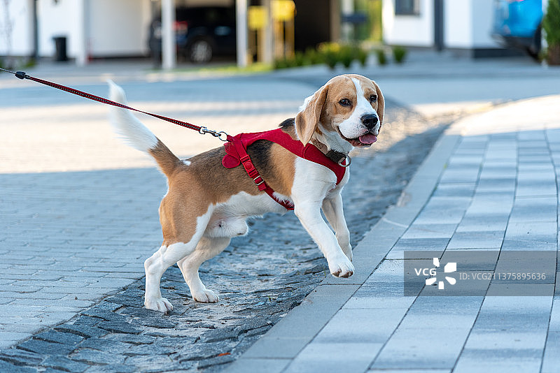 在街上牵着皮绳散步的可爱小猎兔犬，乌克兰图片素材