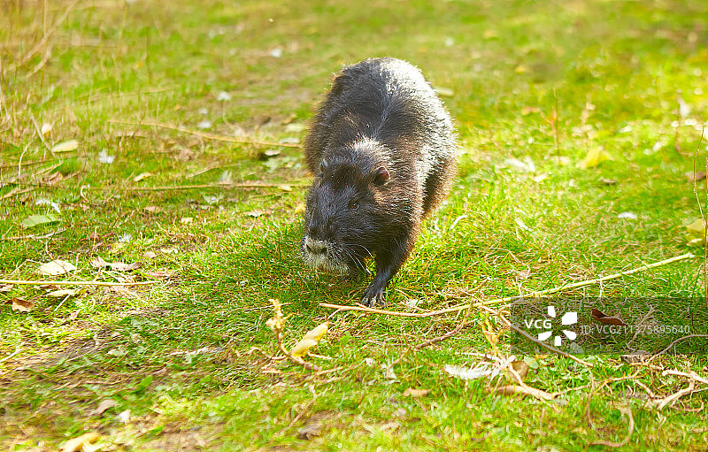 白色鼻子的黑色海狸鼠在绿草地上奔跑图片素材