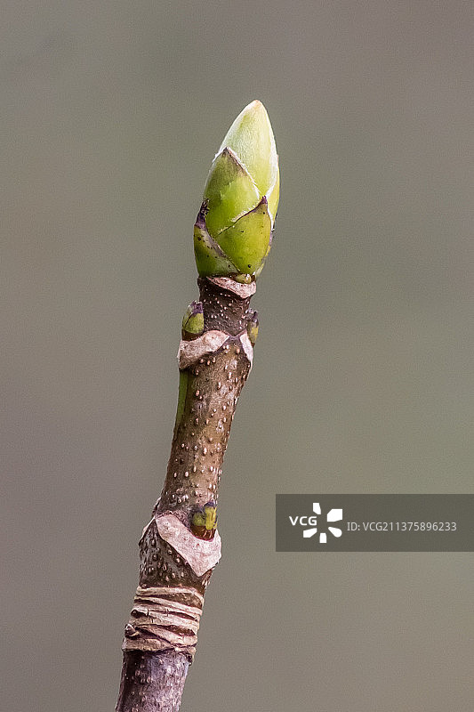 单个花蕾，户外生长的植物特写图片素材